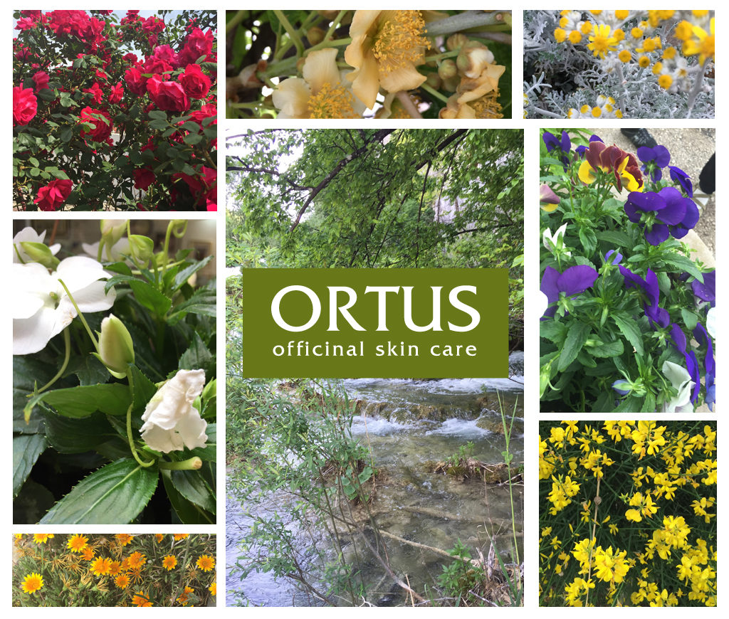 Introducing Ortus