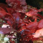Hydrolysis-Red-Algae-Extract